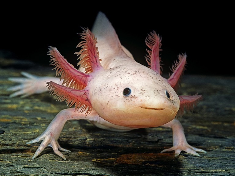 Axolotl kép